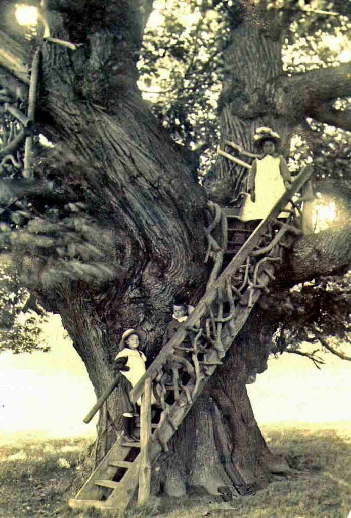 The Step Tree chestnut