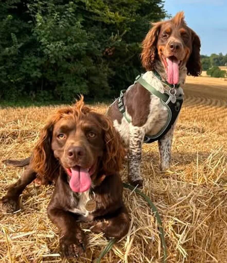 Waggy Tails Dog Walking Service